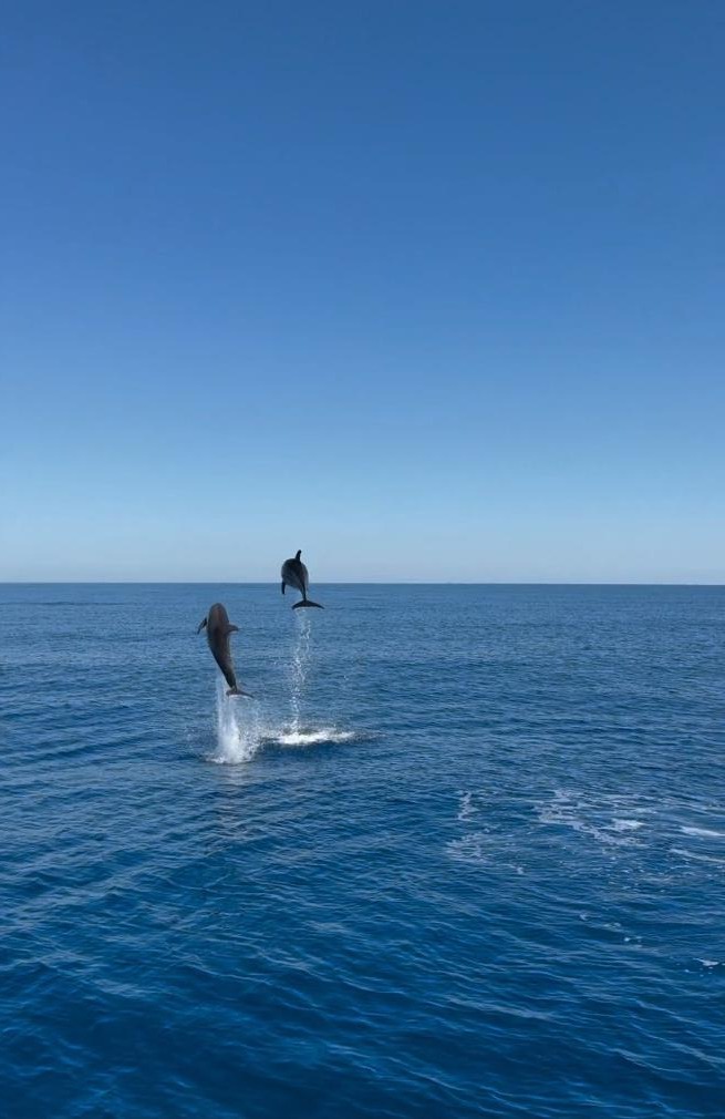 Delfine neben der GRETA Delfine springen neben dem Schiff aus dem Wasser